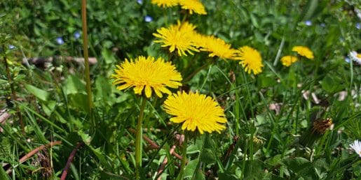 Kaj narediti iz regratovih rumenih cvetov? Iz njih nastanejo domači pripravki