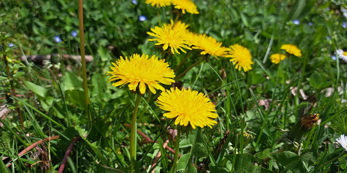 Kaj narediti iz regratovih rumenih cvetov? Iz njih nastanejo domači pripravki