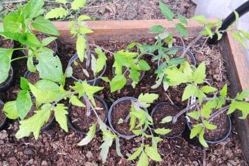 Paradižnik ne uspeva? Razlog je pogosto v eni podrobnosti