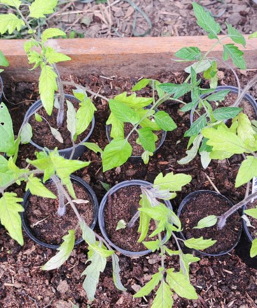 Paradižnik ne uspeva? Razlog je pogosto v eni podrobnosti