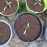 Sadike paradižnika v lončku