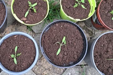 Sadike paradižnika v lončku: majhna napaka zdaj lahko odloči poletni pridelek