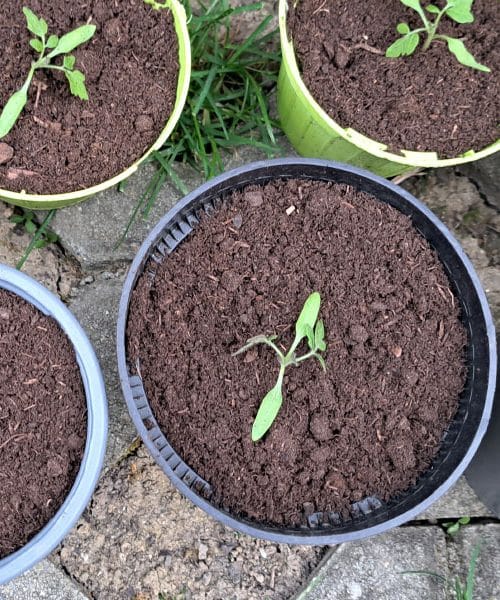 Sadike paradižnika v lončku: majhna napaka zdaj lahko odloči poletni pridelek