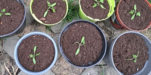 Sadike paradižnika v lončku: majhna napaka zdaj lahko odloči poletni pridelek