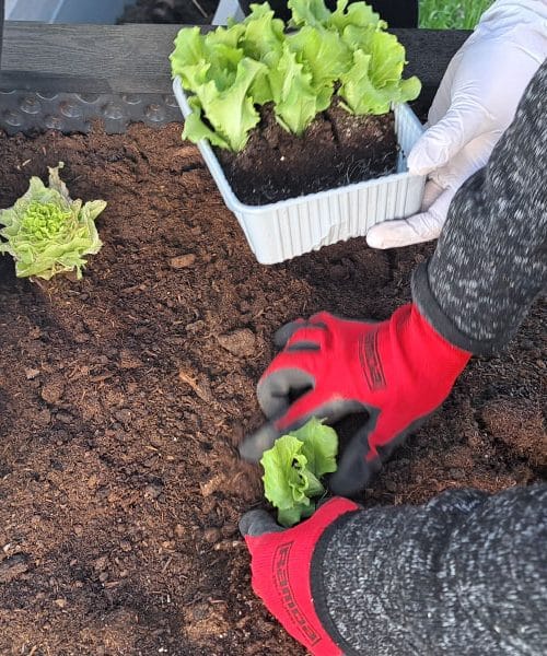 Kupili ste sadike solate? Tako jih posadite za čim boljši rezultat
