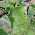 Sadovnjak po nevihti