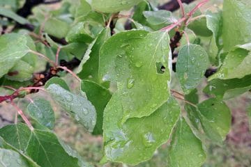 Toča v sadovnjaku: prvi pregled odloča več, kot si mislite