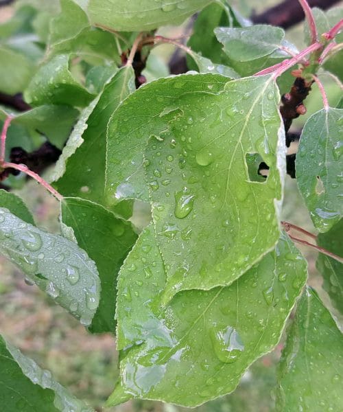 Toča v sadovnjaku: prvi pregled odloča več, kot si mislite