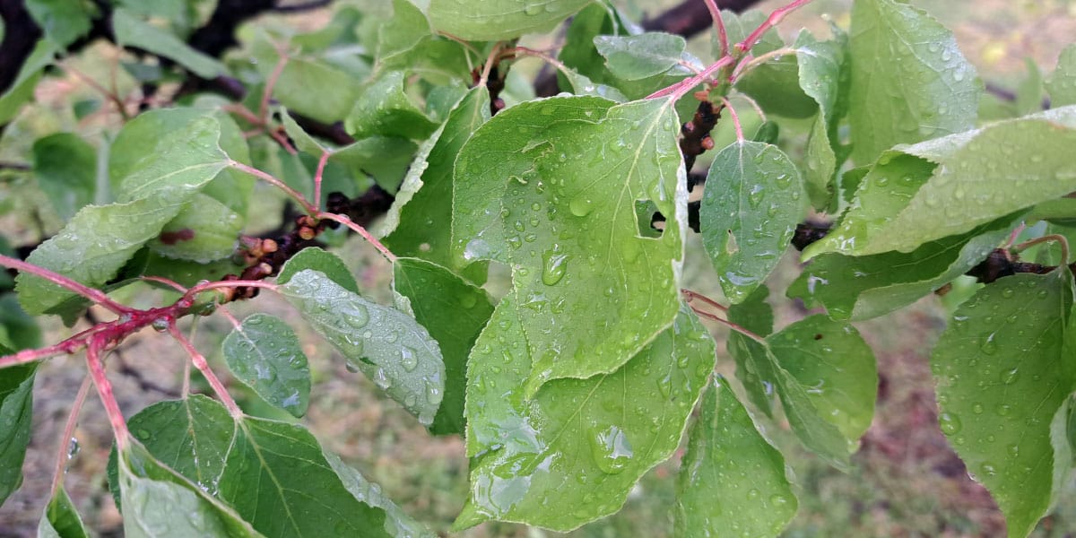 Toča v sadovnjaku: prvi pregled odloča več, kot si mislite