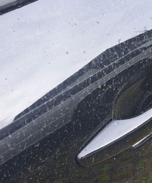 Saharski prah na vrtu in v sadovnjaku: naravno gnojilo ali le plast prahu?