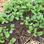 Sajenje, vrt, visoka greda