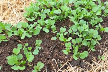 Vrtnarske napake, ki lahko uničijo pridelek, še preden jih sploh opazite