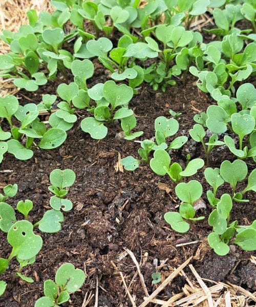 Vrtnarske napake, ki lahko uničijo pridelek, še preden jih sploh opazite