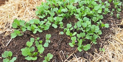 Vrtnarske napake, ki lahko uničijo pridelek, še preden jih sploh opazite