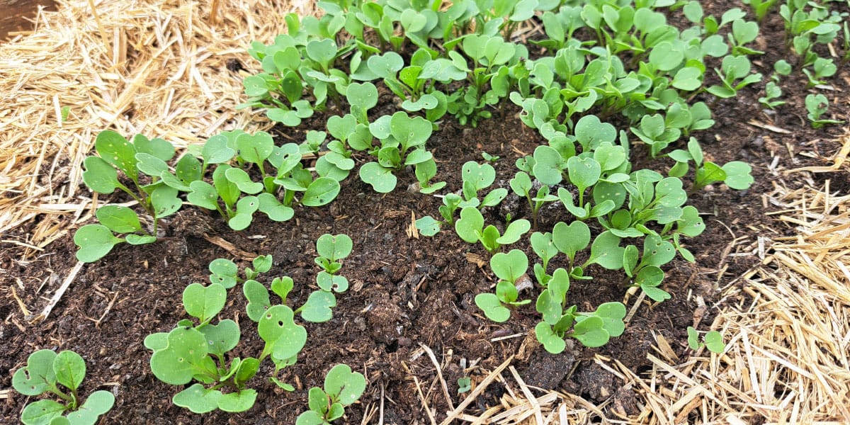 Vrtnarske napake, ki lahko uničijo pridelek, še preden jih sploh opazite