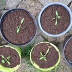 Semena še ne kalijo