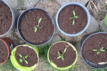 Semena še ne kalijo? Toliko časa res potrebujejo in to največkrat odloča o uspehu