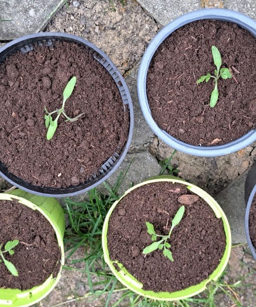 Semena še ne kalijo? Toliko časa res potrebujejo in to največkrat odloča o uspehu