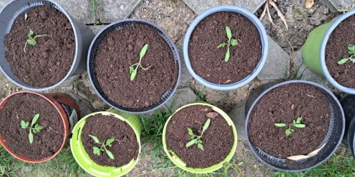 Semena še ne kalijo? Toliko časa res potrebujejo in to največkrat odloča o uspehu