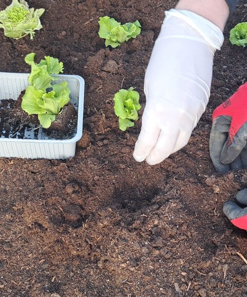 Najpogostejše napake, ki jih slovenski 60-letniki delajo na vrtu