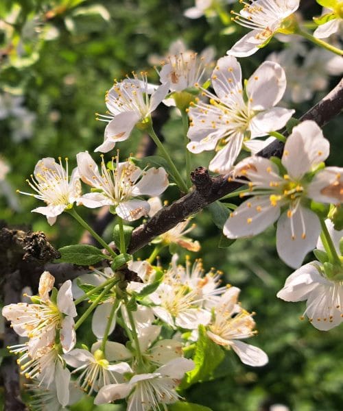 Slive letos lepo cvetijo, a ena napaka lahko pomeni, da boste brez plodov
