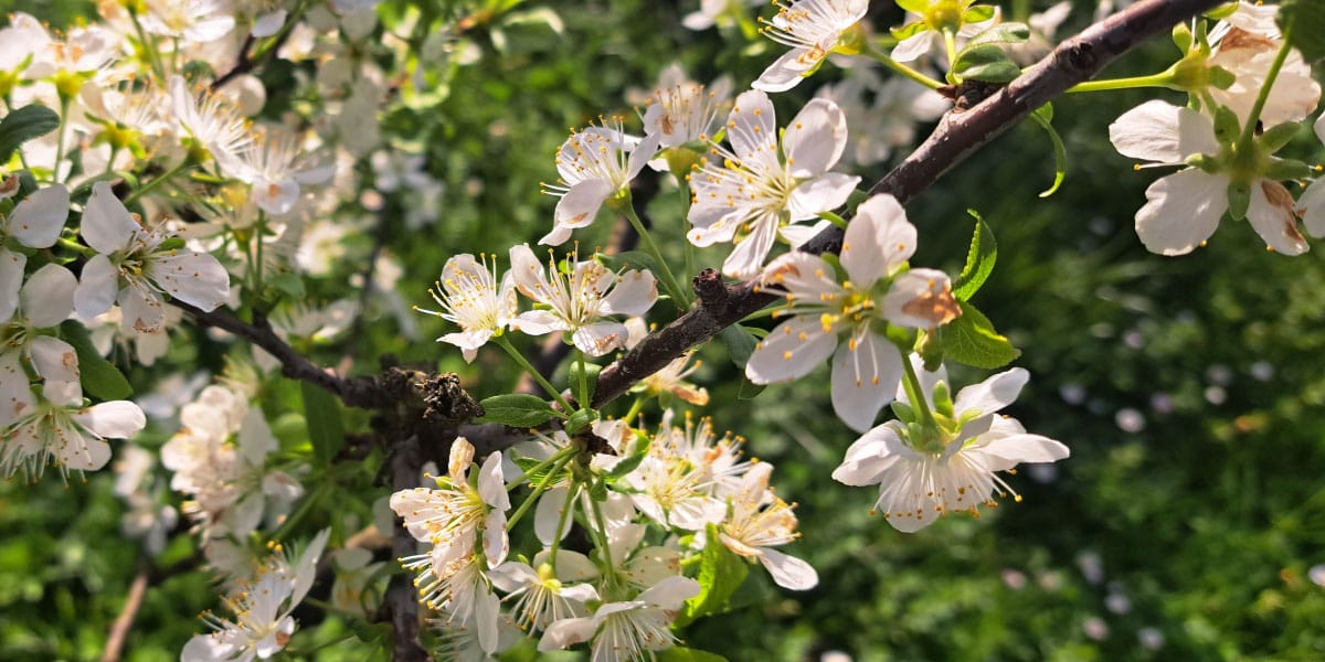 Slive letos lepo cvetijo, a ena napaka lahko pomeni, da boste brez plodov