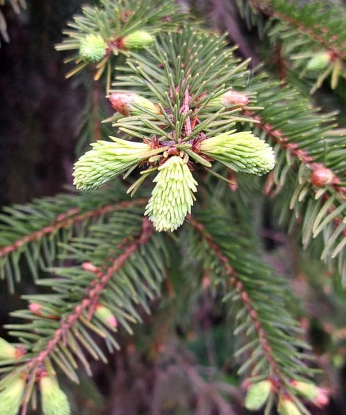 Nabirate vršičke? Na mladih smrečicah lahko ena napaka pusti posledice za več let
