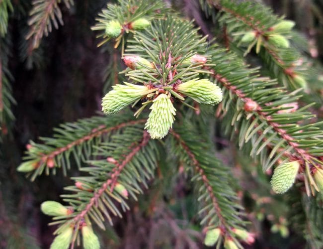 Nabirate vršičke? Na mladih smrečicah lahko ena napaka pusti posledice za več let