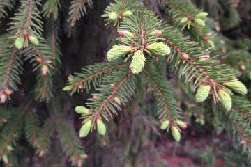 Smrekovi vršički za domači sirup: pravi čas in napake, ki se jim izognite
