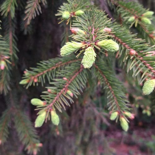 Smrekovi vršički za domači sirup: pravi čas in napake, ki se jim izognite