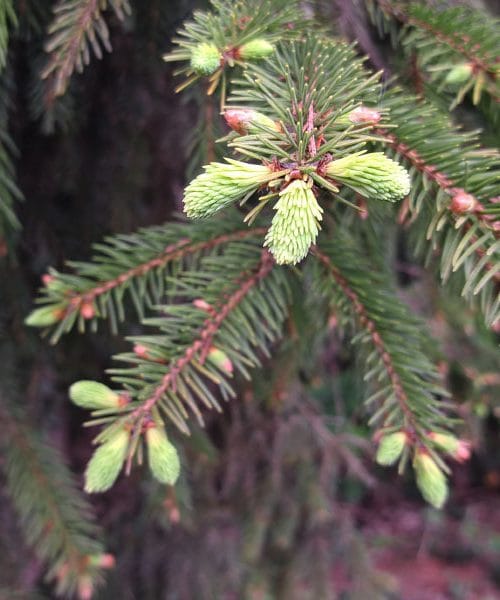 Smrekovi vršički za domači sirup: pravi čas in napake, ki se jim izognite