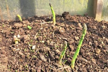 Šparglji so že pokukali iz zemlje: tako jih odrežite, da bodo rasli še naprej