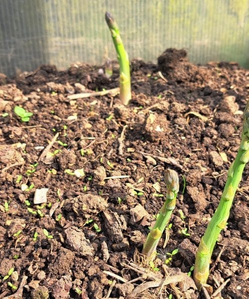 Šparglji so že pokukali iz zemlje: tako jih odrežite, da bodo rasli še naprej