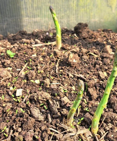 Šparglji so že pokukali iz zemlje: tako jih odrežite, da bodo rasli še naprej