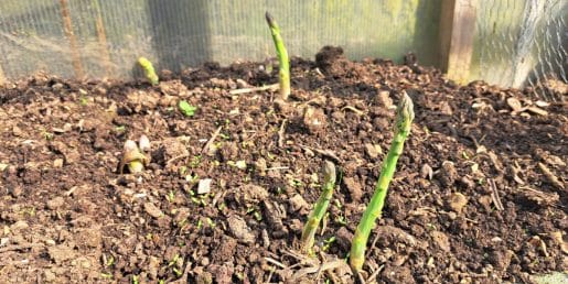 Šparglji so že pokukali iz zemlje: tako jih odrežite, da bodo rasli še naprej