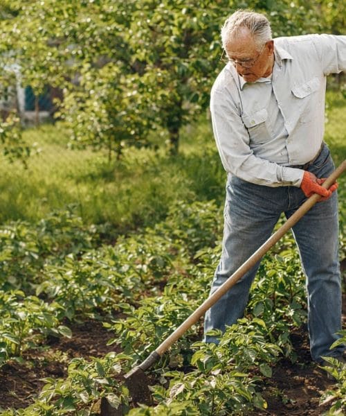 Kako organizirati vrt, da vas ne bo bolel hrbet: nekaj premišljenih rešitev