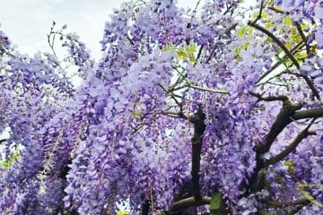 Strupeni cvetovi glicinije: lepi na pogled, a niso za v usta