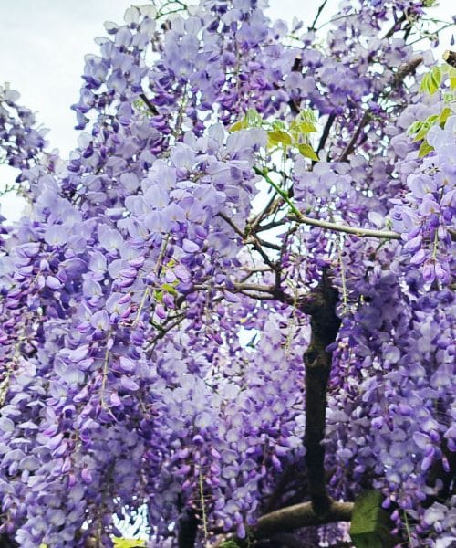 Strupeni cvetovi glicinije: lepi na pogled, a niso za v usta