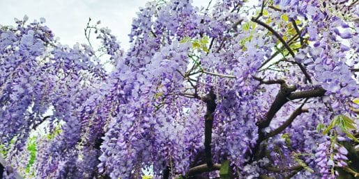 Strupeni cvetovi glicinije: lepi na pogled, a niso za v usta