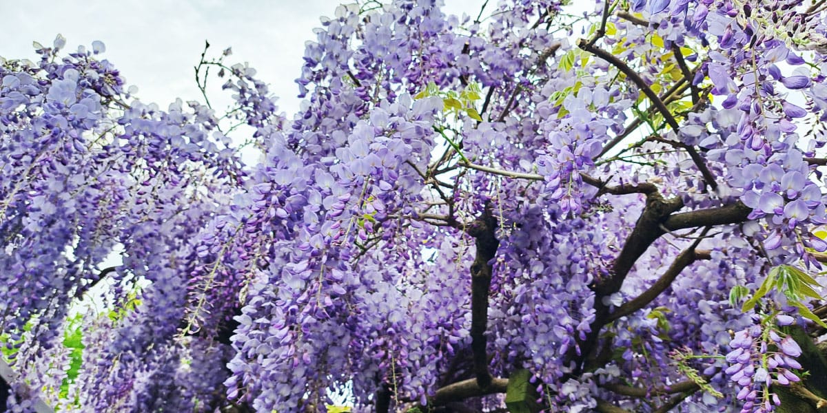 Strupeni cvetovi glicinije: lepi na pogled, a niso za v usta