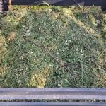 Sveža trava na kompostu