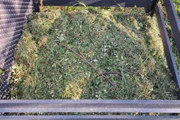 Sveže pokošena trava na kompost: da, vendar le pod enim pogojem