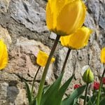 Tulipani