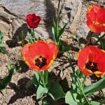 Tulipani na domači gredi
