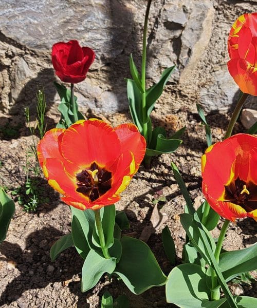 Iz tulipanov do lepega šopka: drobni koraki, ki naredijo veliko razliko