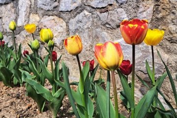 Kaj narediti s tulipani v aprilu, da bodo cveteli dlje in lepše