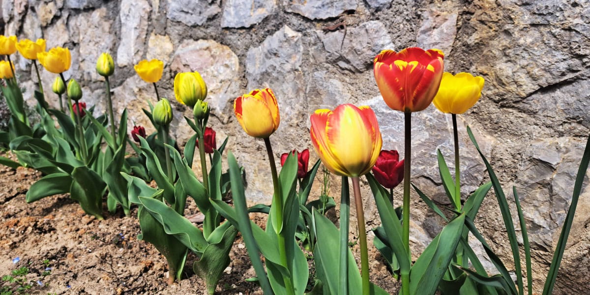 Kaj narediti s tulipani v aprilu, da bodo cveteli dlje in lepše