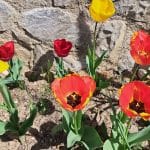 Tulipani za šopek