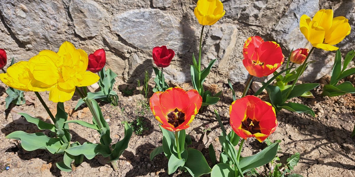 Tulipani za šopek