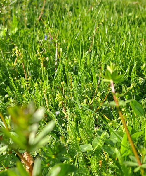 Zakaj nekateri počakajo s prvo spomladansko košnjo